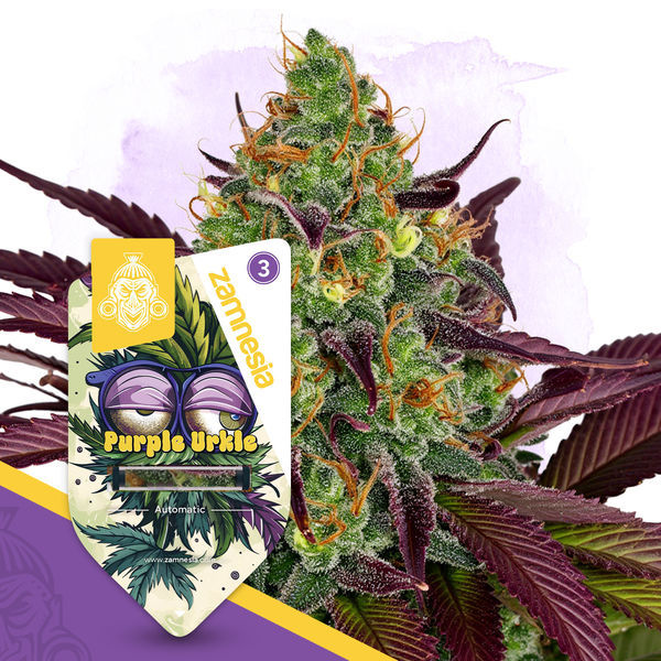 Purple Urkle Autoflower (Zamnesia Seeds) Feminiserade