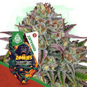 Zookies (Zamnesia Seeds) Feminiserade