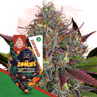 Zookies Autoflower (Zamnesia Seeds) Feminiserade