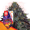 Slurricane (Zamnesia Seeds) Feminiserade