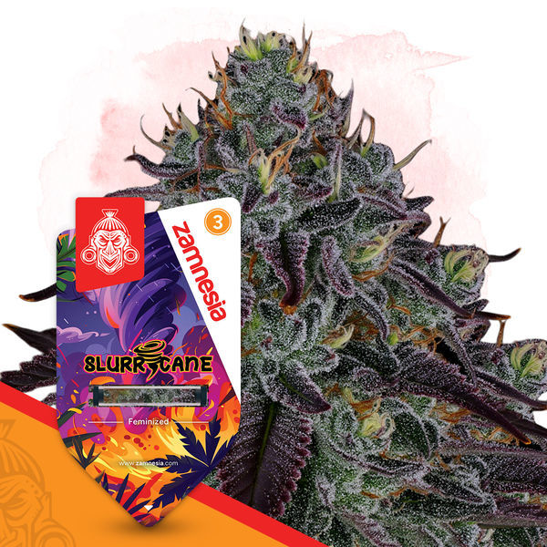 Slurricane (Zamnesia Seeds) Feminiserade
