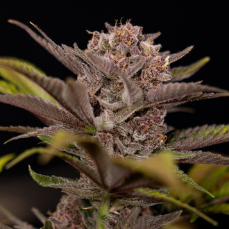 Slurricane (Zamnesia Seeds) Feminiserade