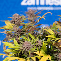 Slurricane (Zamnesia Seeds) Feminiserade