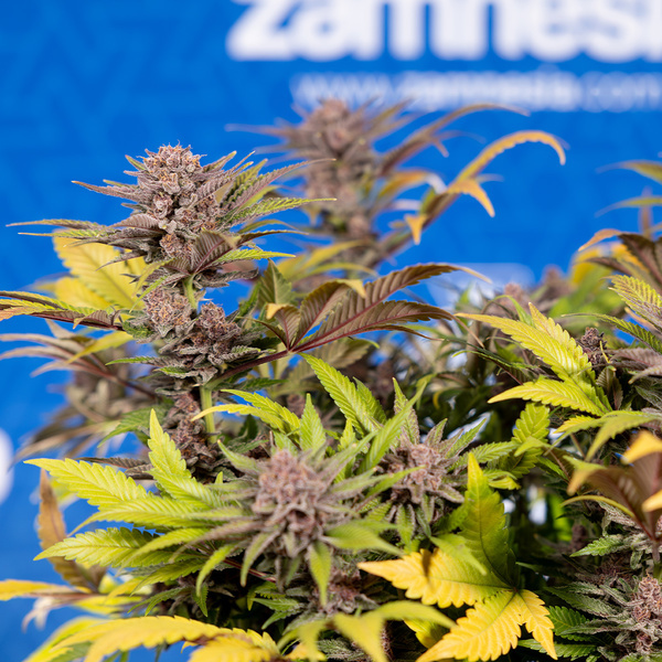 Slurricane (Zamnesia Seeds) Feminiserade