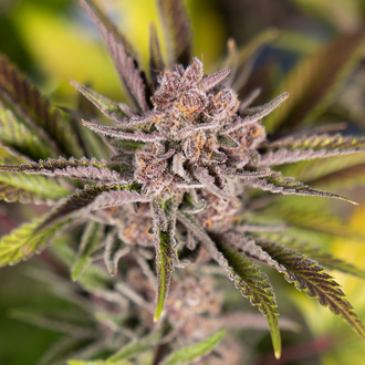 Slurricane (Zamnesia Seeds) Feminiserade