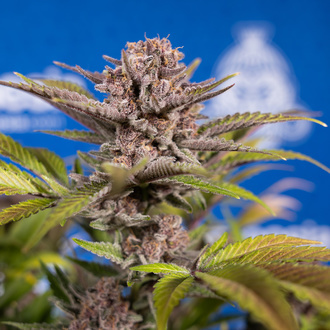 Slurricane (Zamnesia Seeds) Feminiserade