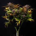 Slurricane (Zamnesia Seeds) Feminiserade