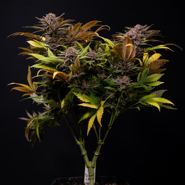 Slurricane (Zamnesia Seeds) Feminiserade