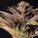 Slurricane (Zamnesia Seeds) Feminiserade