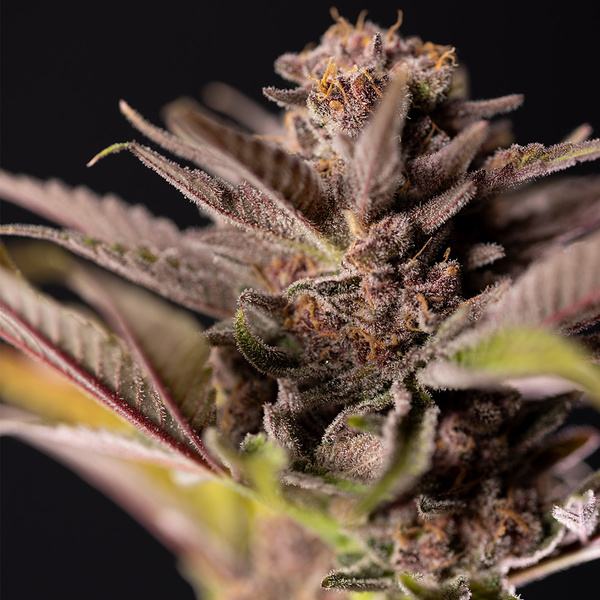 Slurricane (Zamnesia Seeds) Feminiserade