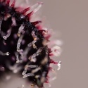Slurricane (Zamnesia Seeds) Feminiserade