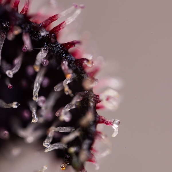 Slurricane (Zamnesia Seeds) Feminiserade