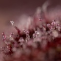 Slurricane (Zamnesia Seeds) Feminiserade
