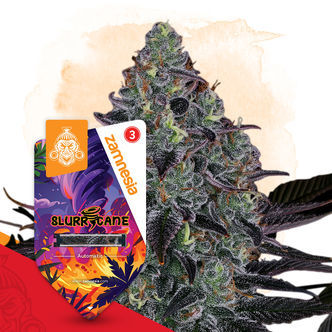 Slurricane Automatic (Zamnesia Seeds) feminiserade cannabisfr&ouml;n