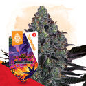 Slurricane Autoflower (Zamnesia Seeds) Feminiserade