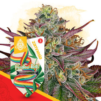 Rainbow Belts (Zamnesia Seeds) Feminiserade