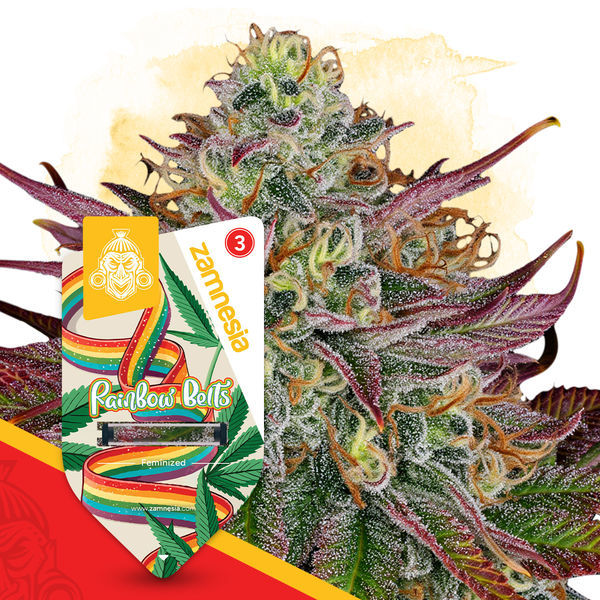 Rainbow Belts (Zamnesia Seeds) Feminiserade