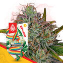 Rainbow Belts Autoflower (Zamnesia Seeds) Feminiserade