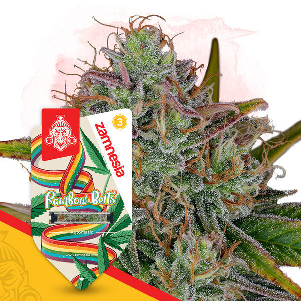 Rainbow Belts Autoflower (Zamnesia Seeds) Feminiserade