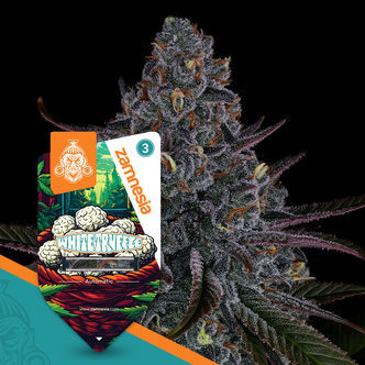 White Truffle Automatic (Zamnesia Seeds) feminiserade