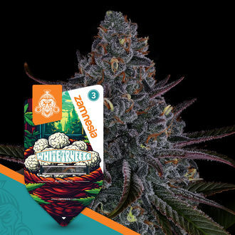 White Truffle Autoflower (Zamnesia Seeds) Feminiserade