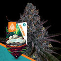 White Truffle Autoflower (Zamnesia Seeds) Feminiserade