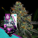 Black Diamond (Zamnesia Seeds) Feminiserade