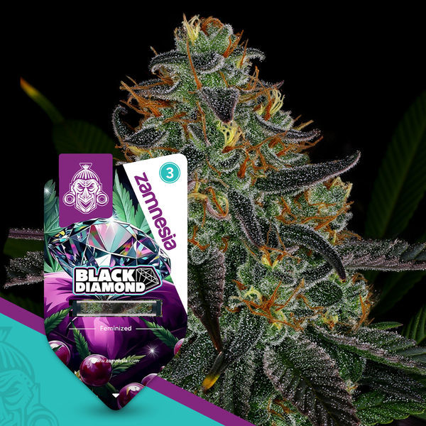 Black Diamond (Zamnesia Seeds) Feminiserade