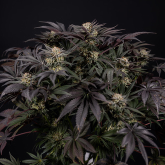 Black Diamond (Zamnesia Seeds) Feminiserade