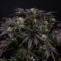 Black Diamond (Zamnesia Seeds) Feminiserade
