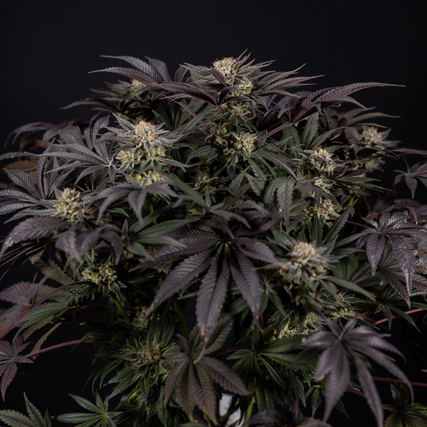 Black Diamond (Zamnesia Seeds) Feminiserade