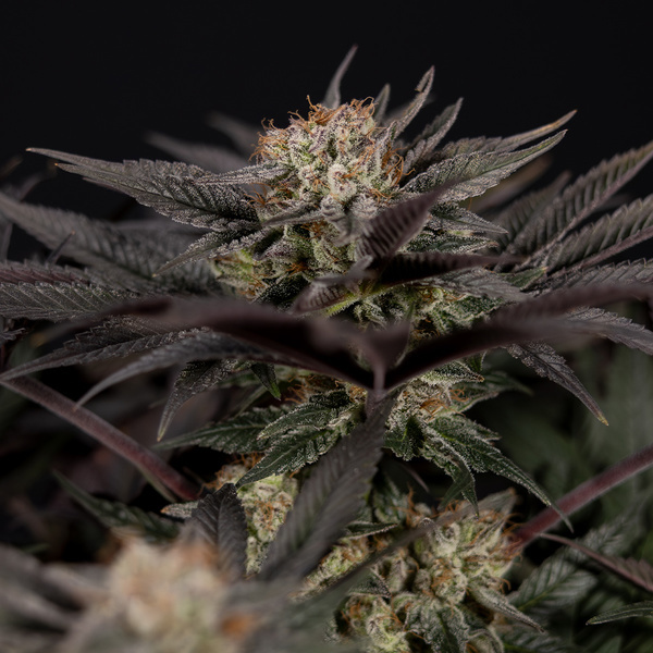 Black Diamond (Zamnesia Seeds) Feminiserade