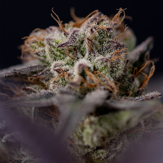 Black Diamond (Zamnesia Seeds) Feminiserade