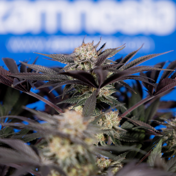 Black Diamond (Zamnesia Seeds) Feminiserade