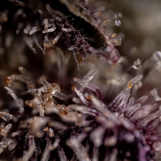 Black Diamond (Zamnesia Seeds) Feminiserade