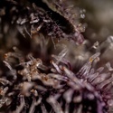 Black Diamond (Zamnesia Seeds) Feminiserade
