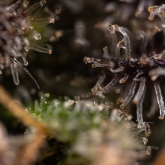 Black Diamond (Zamnesia Seeds) Feminiserade
