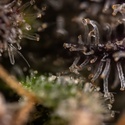 Black Diamond (Zamnesia Seeds) Feminiserade
