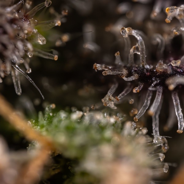 Black Diamond (Zamnesia Seeds) Feminiserade