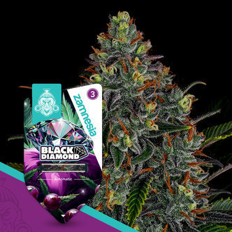 Black Diamond Automatic (Zamnesia Seeds) feminiserade
