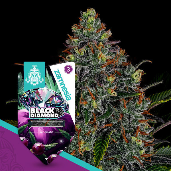 Black Diamond Autoflower (Zamnesia Seeds) Feminiserade