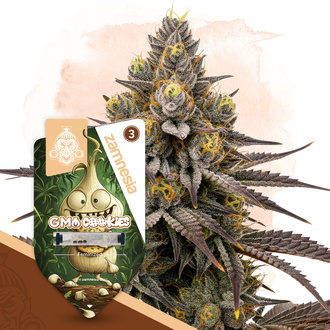 GMO Cookies (Zamnesia Seeds) Feminiserade
