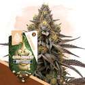 GMO Cookies (Zamnesia Seeds) Feminiserade