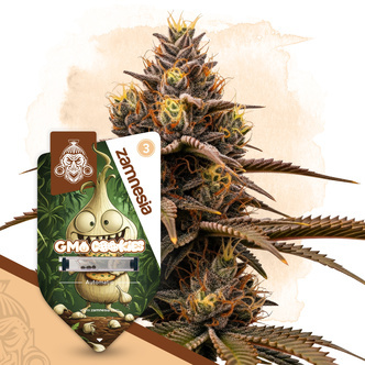 GMO Cookies Autoflower (Zamnesia Seeds) feminiserade cannabisfr&ouml;n