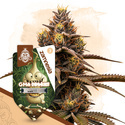 GMO Cookies Autoflower (Zamnesia Seeds) Feminiserade