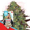 Wedding Crasher (Zamnesia Seeds) Feminiserade