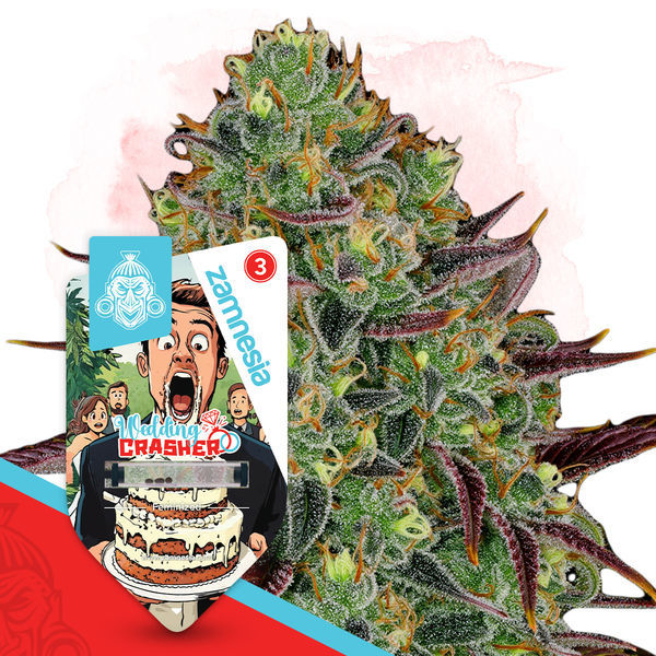 Wedding Crasher (Zamnesia Seeds) Feminiserade