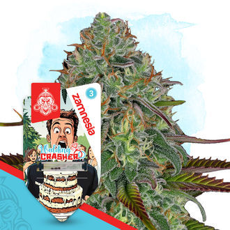 Wedding Crasher Autoflower (Zamnesia Seeds) Feminiserade