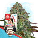 Wedding Crasher Autoflower (Zamnesia Seeds) Feminiserade