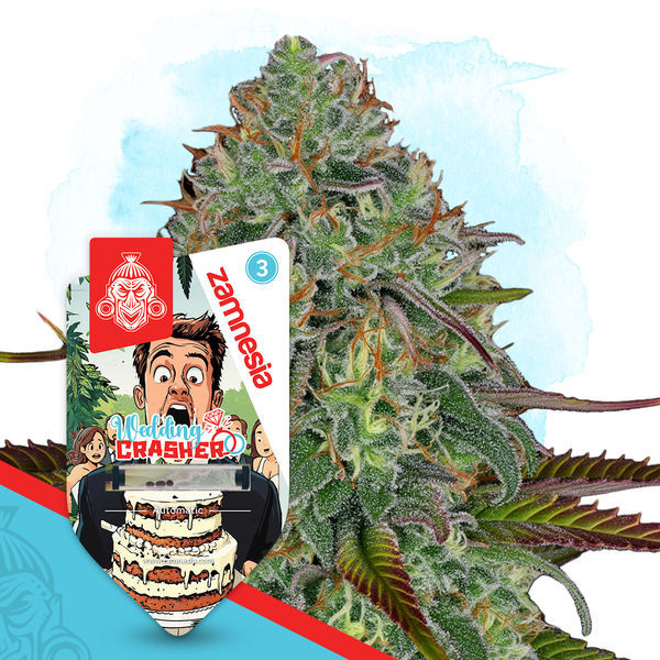 Wedding Crasher Autoflower (Zamnesia Seeds) Feminiserade